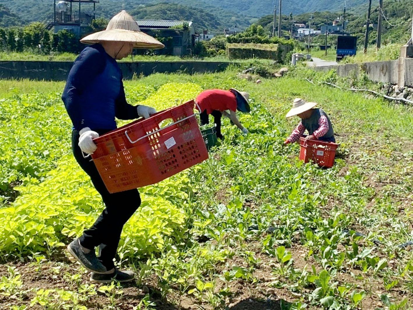 老梅農地耕耘體悟 101-09-03